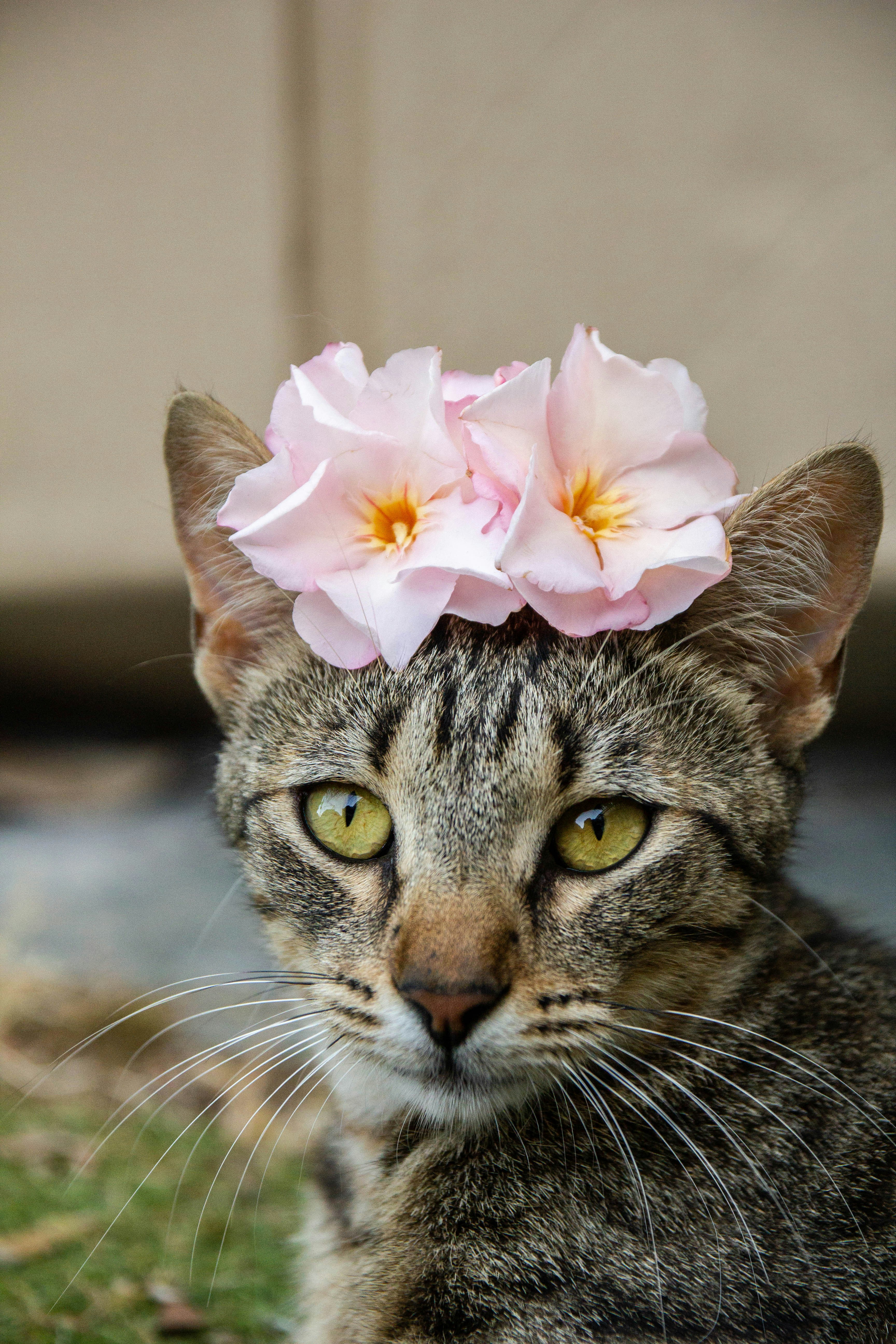 a cat with a pink flower on its head