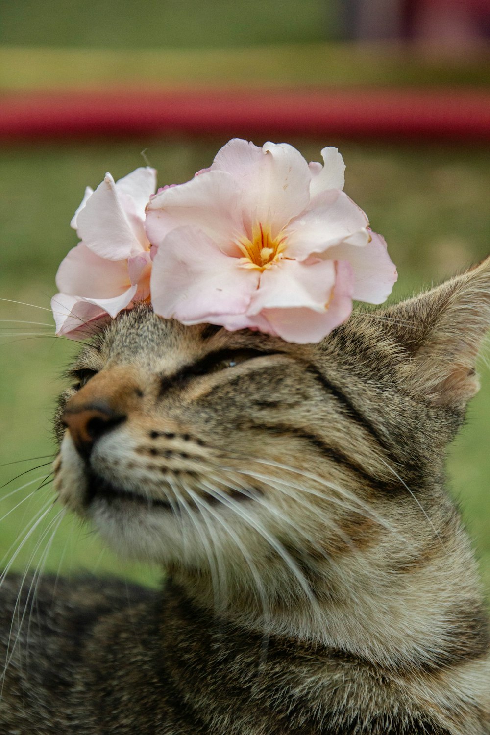 a cat with a pink flower on its head