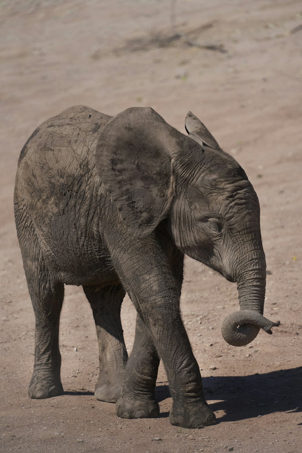 a baby elephant standing on top of a dirt field