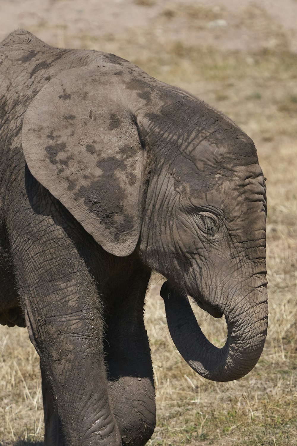 a baby elephant walking across a dry grass field