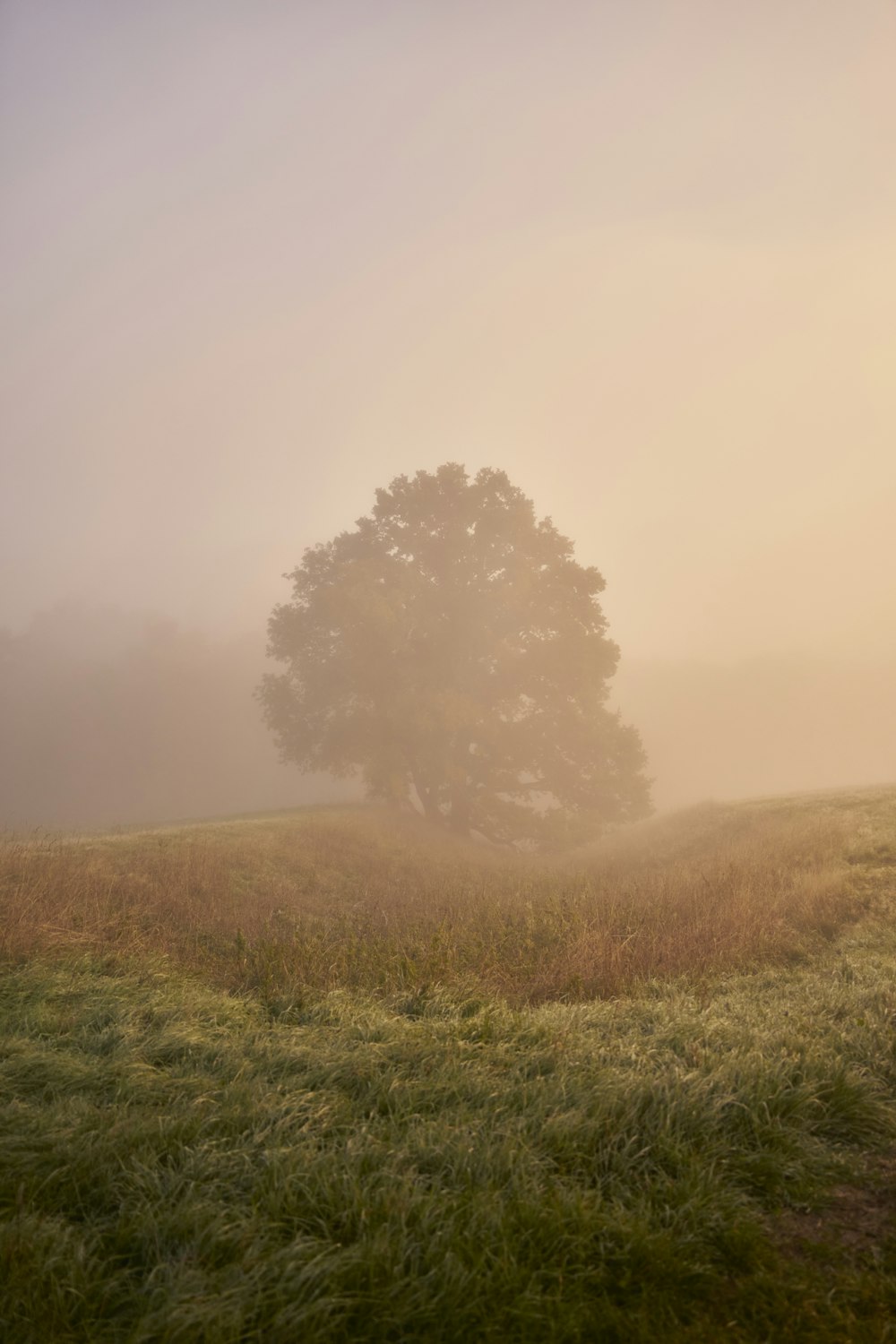 a foggy field with a lone tree in the distance