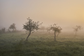 A minimalist landscape shot with soft morning hues and gentle fog.