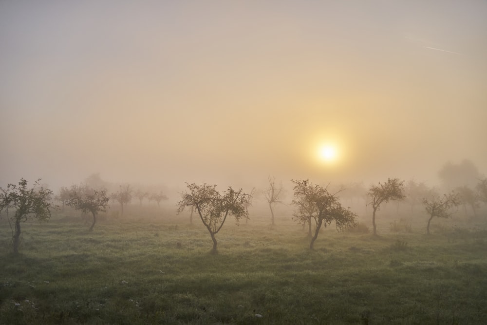 a foggy field with trees in the foreground