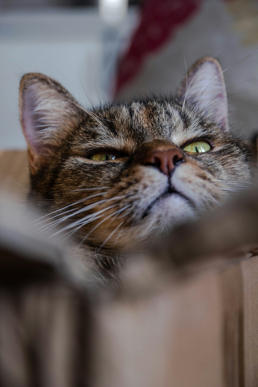 a close up of a cat laying on a bed