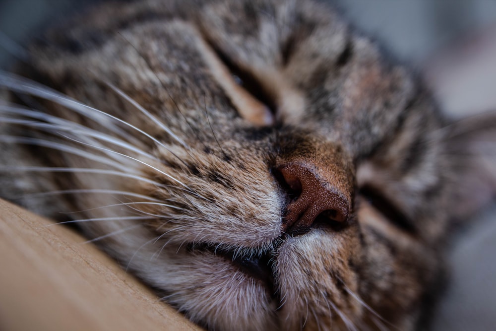 a close up of a cat sleeping on a bed