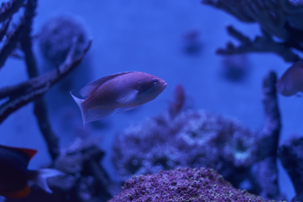 a group of fish swimming around a coral reef