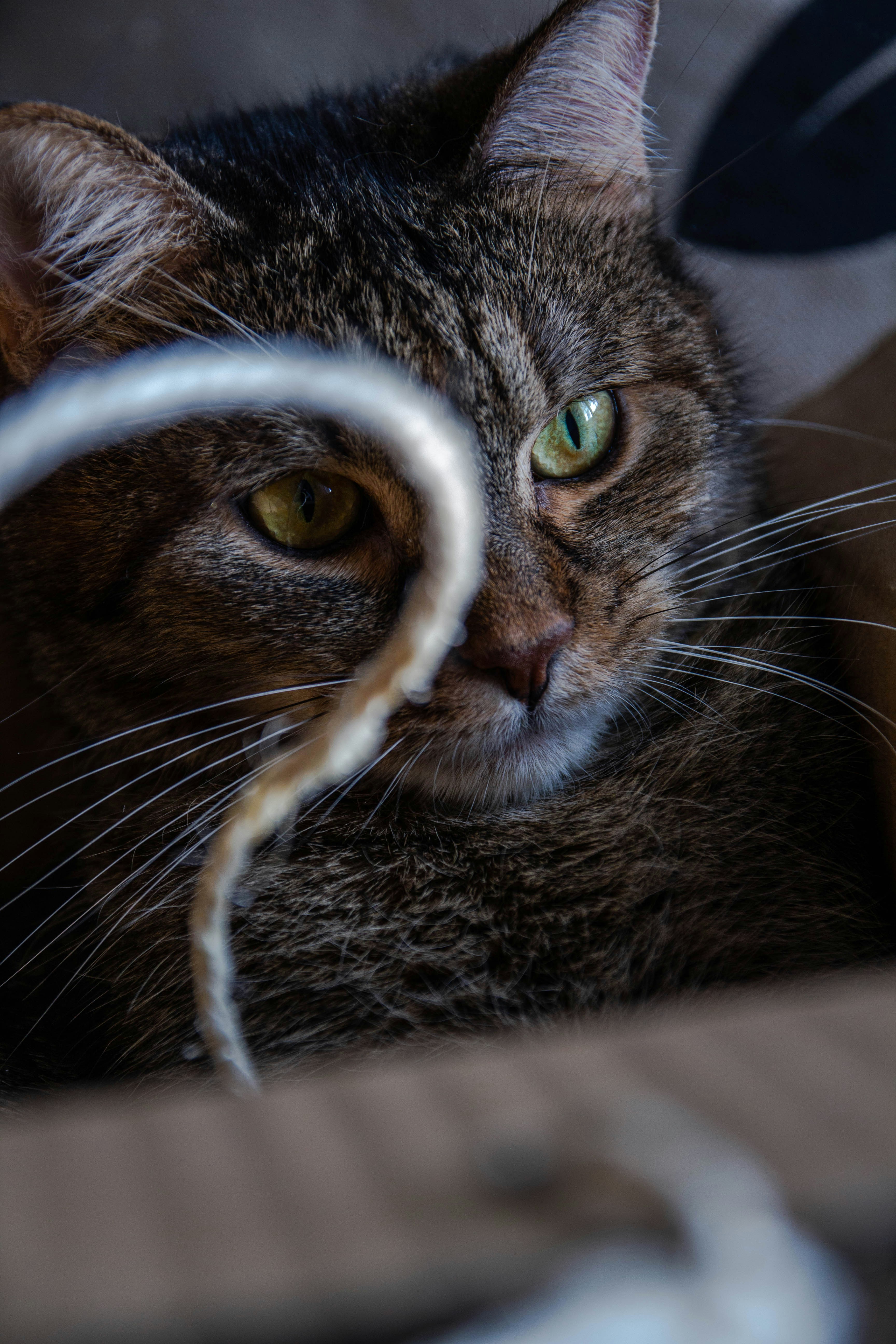 a close up of a cat laying on a bed