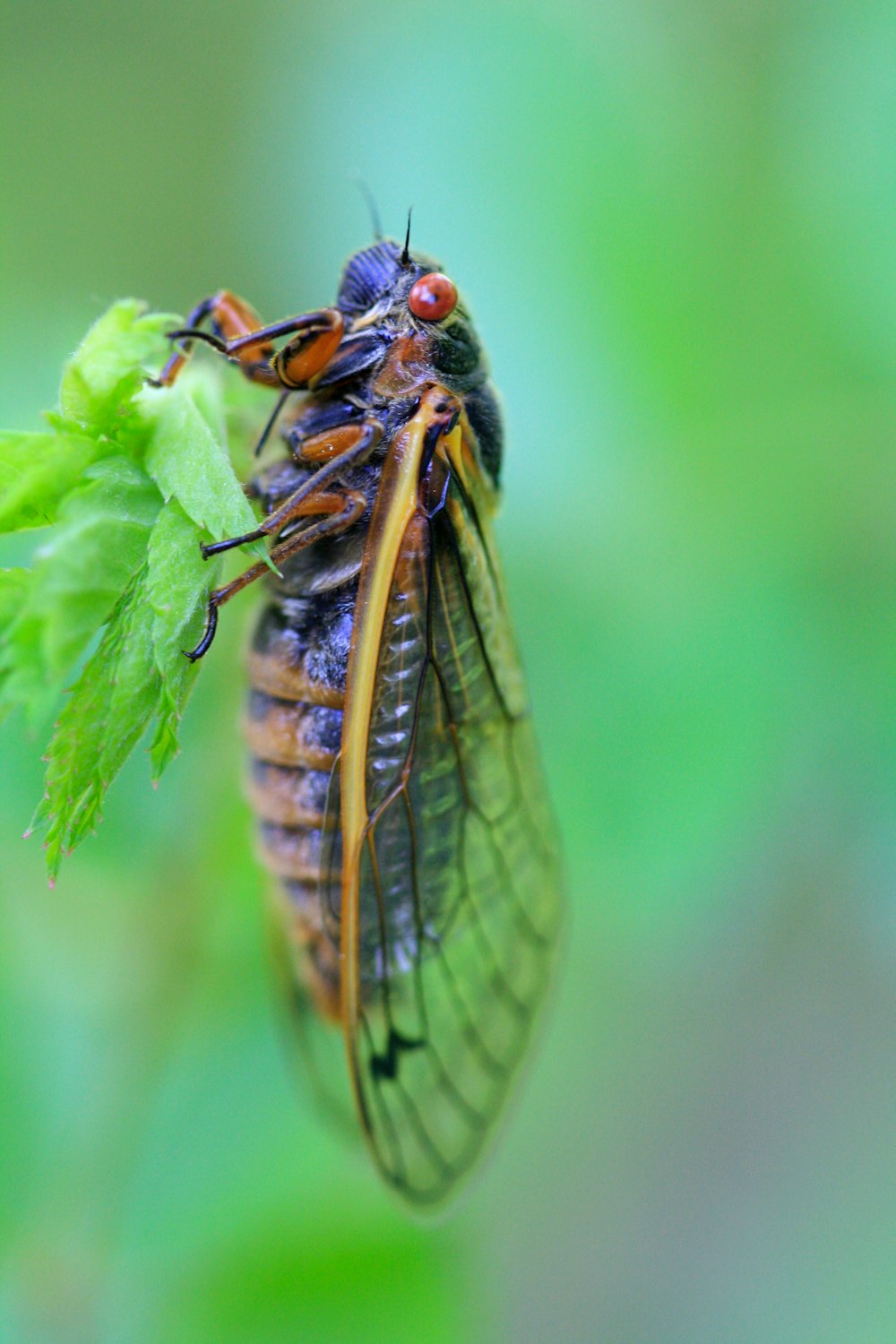 Un primer plano de un insecto en una hoja