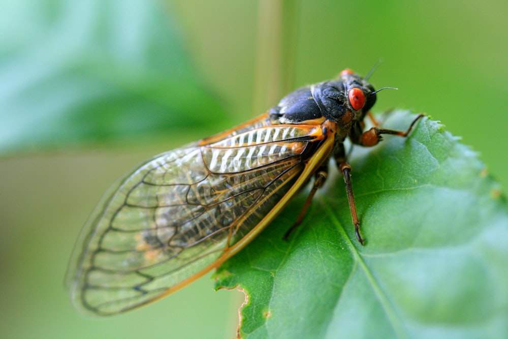 Un primer plano de una mosca en una hoja