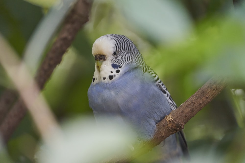 a blue and white bird sitting on a tree branch