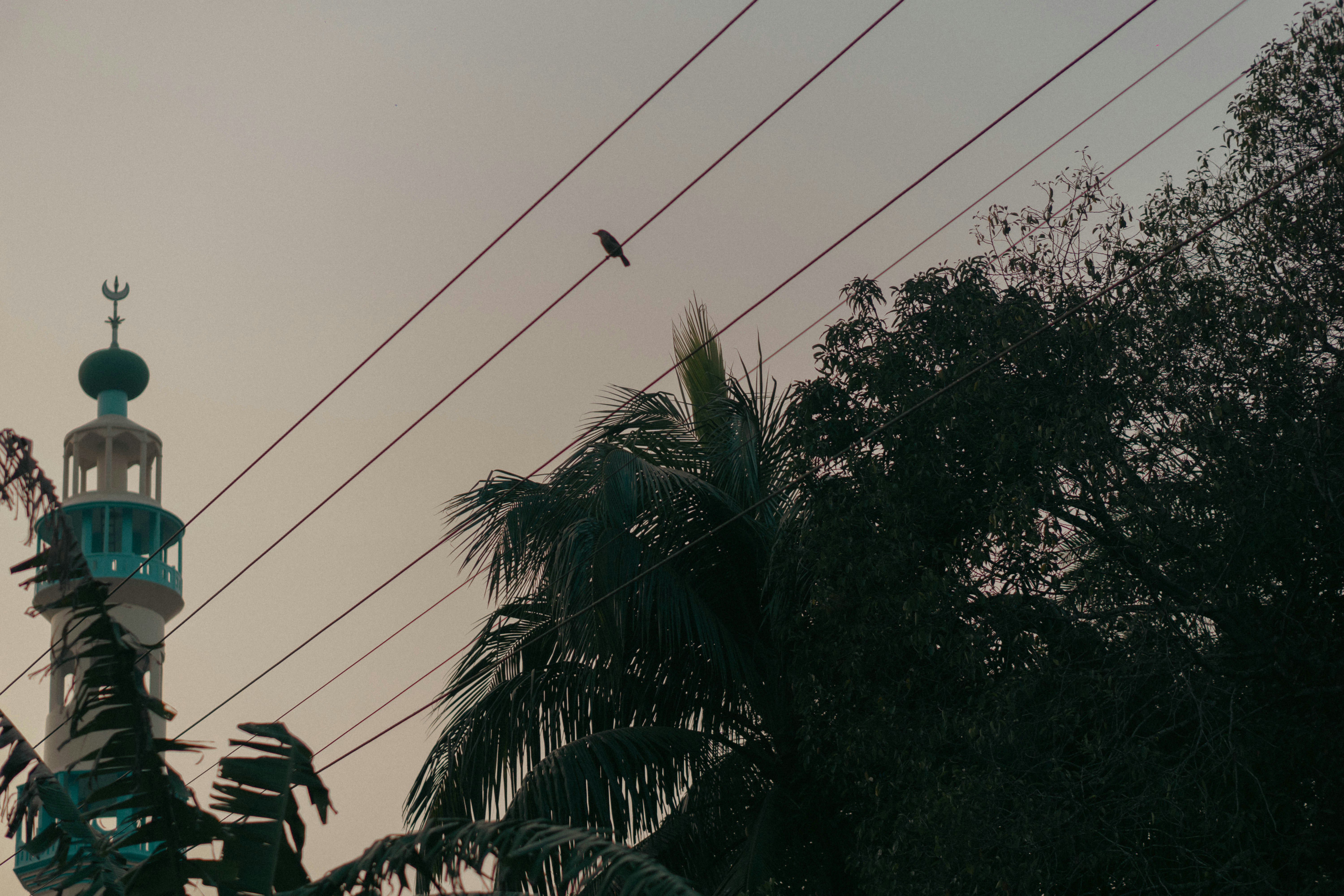 seekor burung duduk di atas menara di sebelah kabel listrik