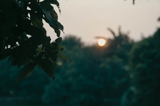 A serene morning scene with soft sunlight filtering through green leaves.