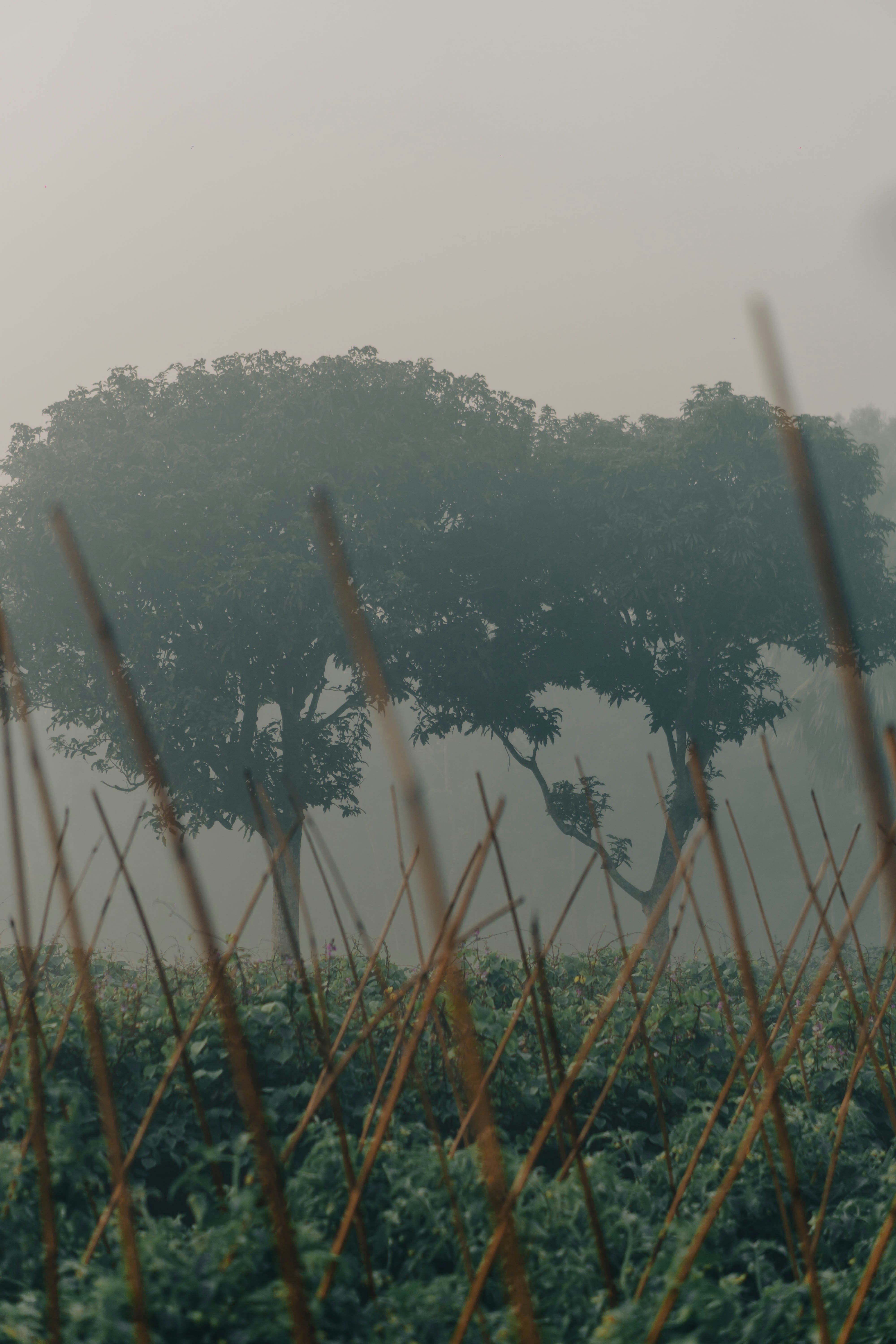 Photo by rumisaimum