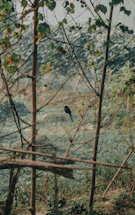 A serene forest scene with a camera and bird perched nearby, capturing nature's quiet moments.