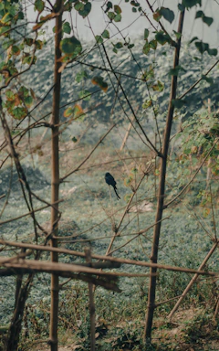 A serene forest scene with a camera and bird perched nearby, capturing nature's quiet moments.