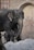 An adult elephant stands protectively beside a baby elephant, with brick walls and a wooden door in the background. The elephants are positioned on a dirt mound, and the setting appears to be a zoo or a sanctuary.