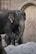 An adult elephant stands protectively beside a baby elephant, with brick walls and a wooden door in the background. The elephants are positioned on a dirt mound, and the setting appears to be a zoo or a sanctuary.