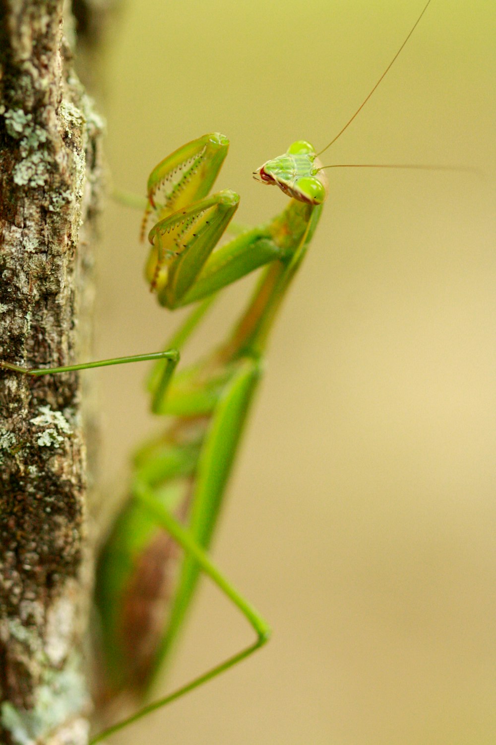 a close up of a grasshopper on a tree