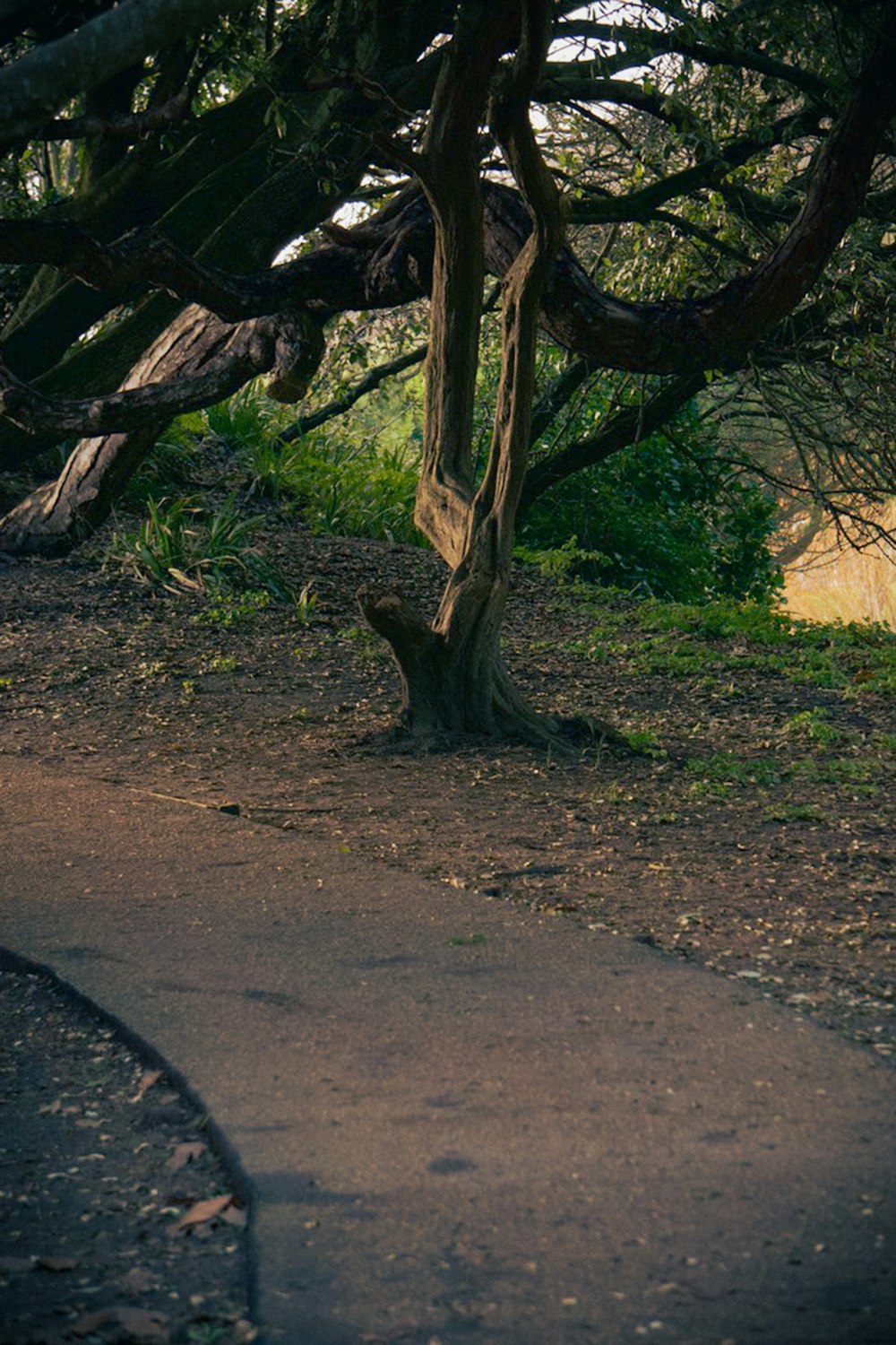 a tree that is next to a sidewalk