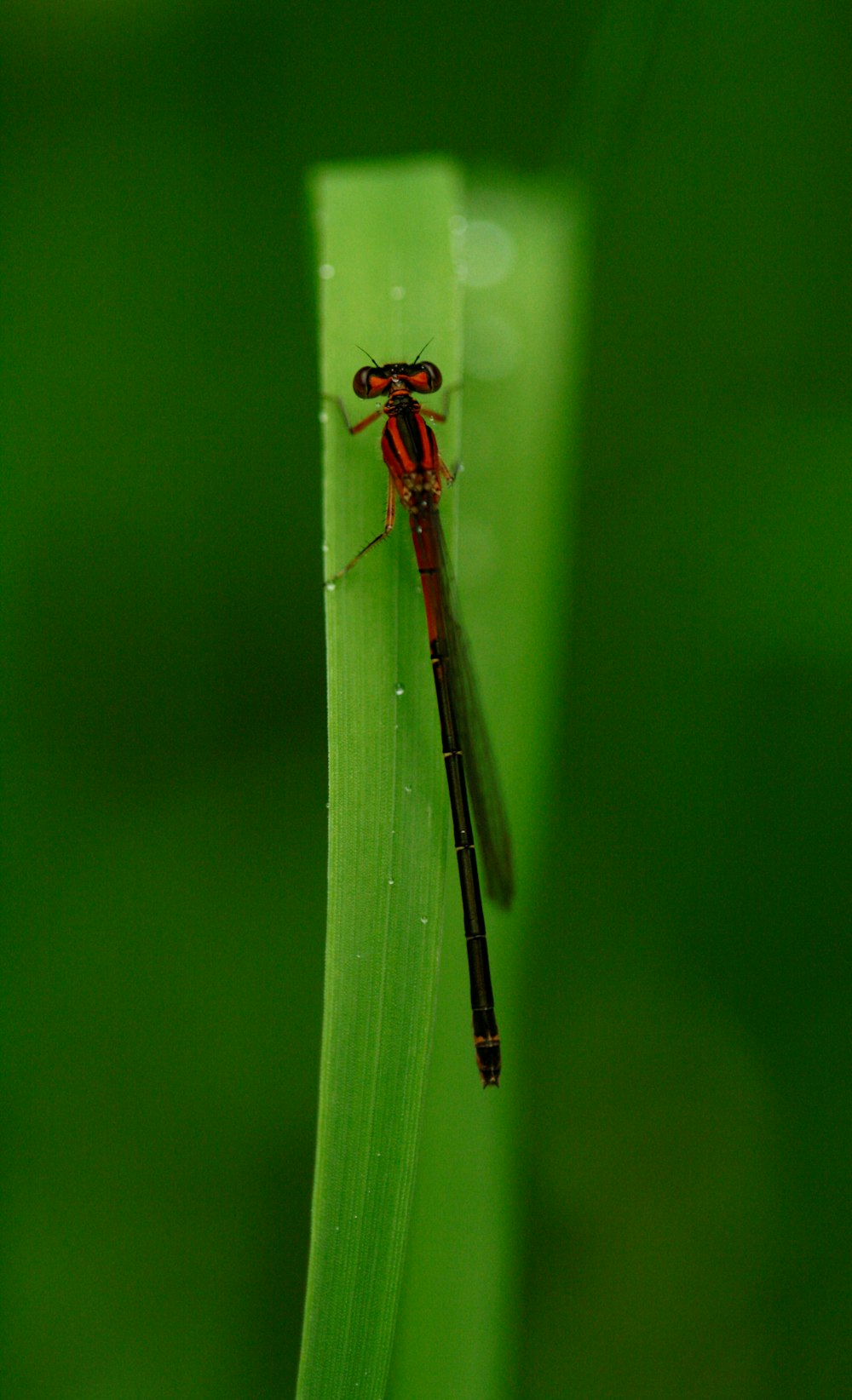 a red insect sitting on top of a green leaf