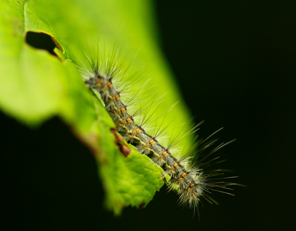 a close up of a caterpillar on a green leaf