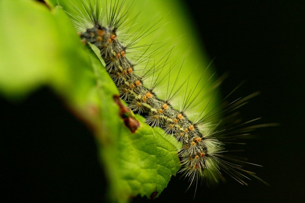 a close up of a caterpillar on a leaf