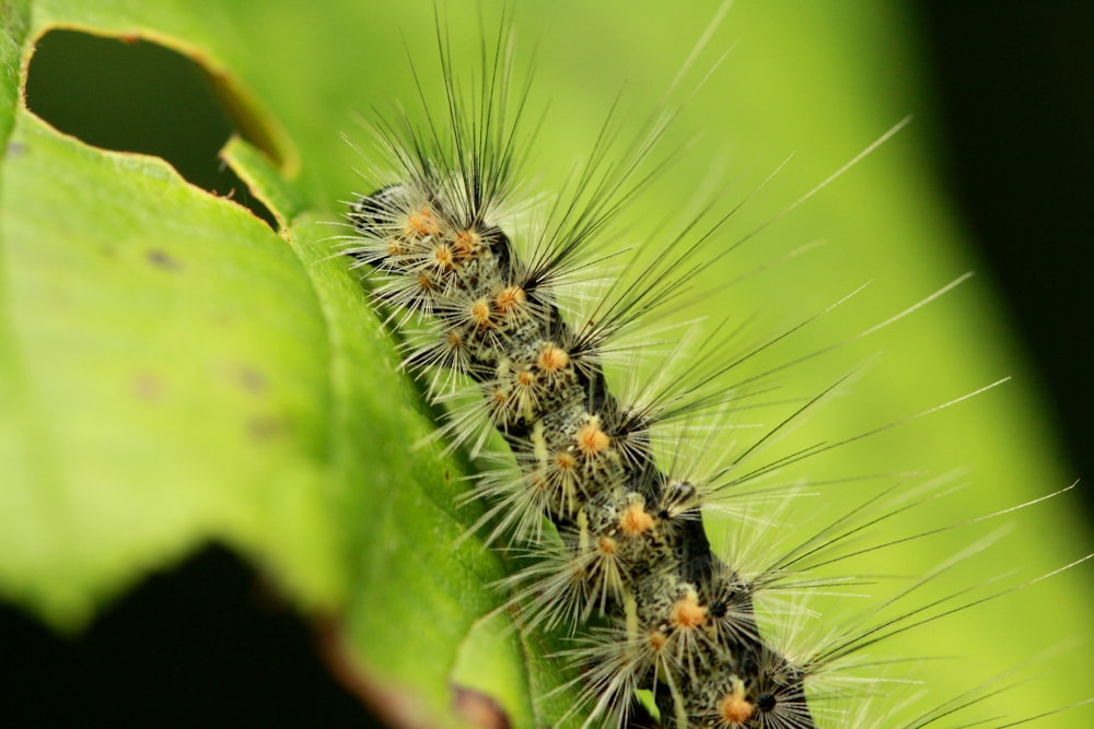 Gros plan d’une chenille sur une feuille