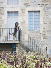A large dog stands on its hind legs at the top of a staircase, appearing to guard a doorway. The building features stone walls and two windows with pale frames. Below, a hedge with red branches and green and white leaves provides a foreground.