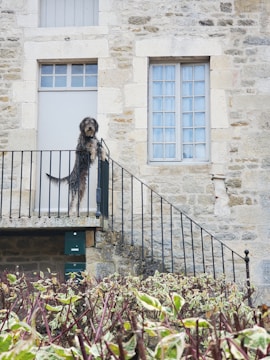 A large dog stands on its hind legs at the top of a staircase, appearing to guard a doorway. The building features stone walls and two windows with pale frames. Below, a hedge with red branches and green and white leaves provides a foreground.