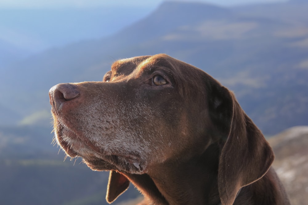 a close up of a dog with mountains in the background