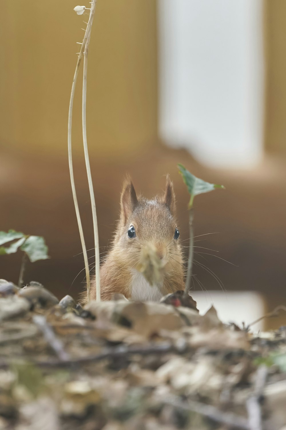 a squirrel is sitting in a pile of leaves