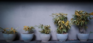 Gray Pot Trio