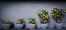 Five ceramic pots are aligned on a ledge, each containing a plant with green and yellow leaves, set against a plain gray wall.