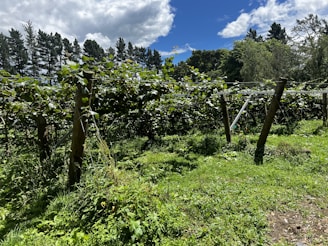 A lush vineyard with rows of grapevines supported by wooden posts, set under a partly cloudy sky. The sun illuminates the green foliage, and the vineyard is surrounded by a forested area with tall trees.