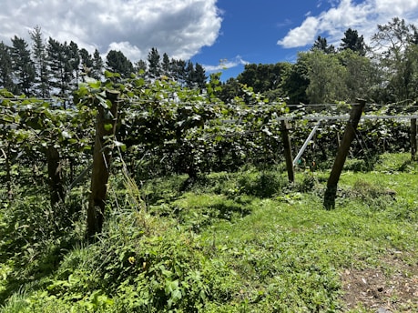 A lush vineyard with rows of grapevines supported by wooden posts, set under a partly cloudy sky. The sun illuminates the green foliage, and the vineyard is surrounded by a forested area with tall trees.
