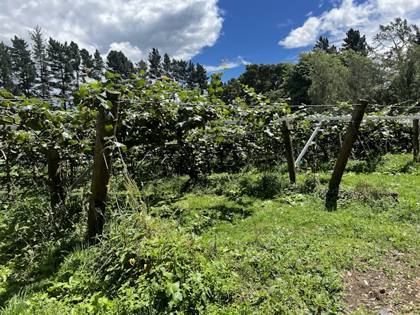 A lush vineyard with rows of grapevines supported by wooden posts, set under a partly cloudy sky. The sun illuminates the green foliage, and the vineyard is surrounded by a forested area with tall trees.