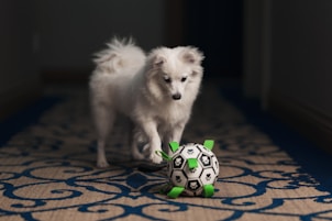 a small white dog playing with a soccer ball