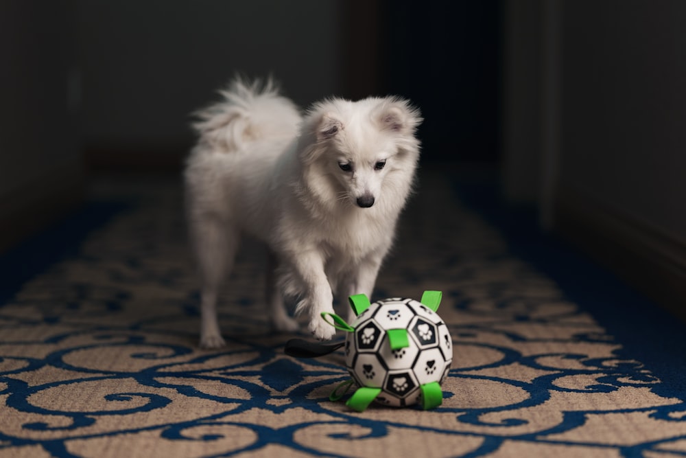 a small white dog playing with a soccer ball