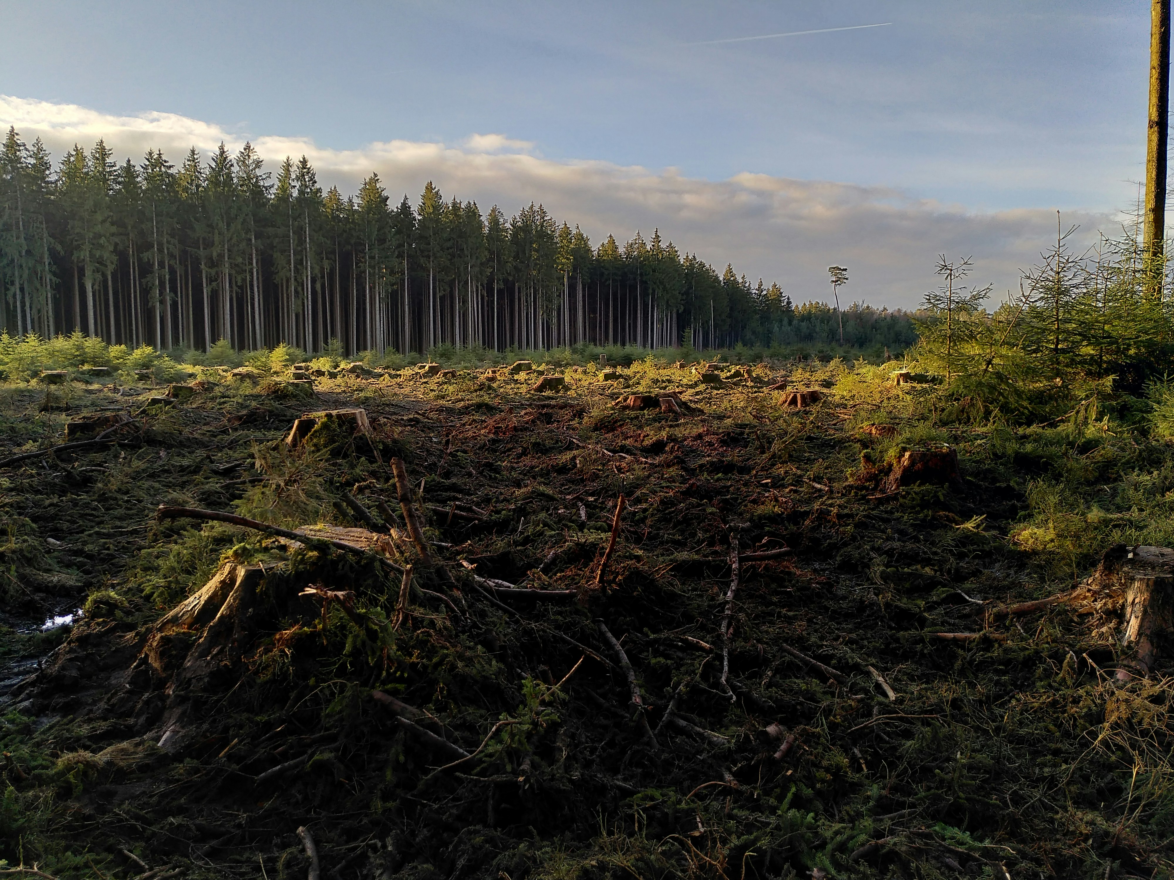 a forest filled with lots of trees next to a forest