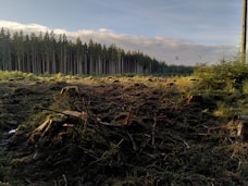 a forest filled with lots of trees next to a forest