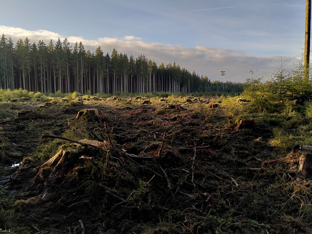 a forest filled with lots of trees next to a forest