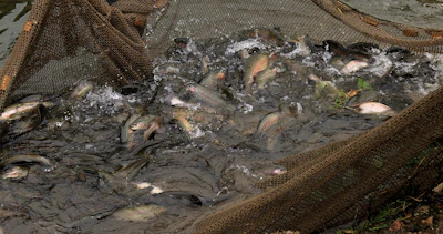 a bunch of fish that are in some water
