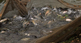 a bunch of fish that are in some water