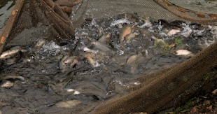 a bunch of fish that are in some water