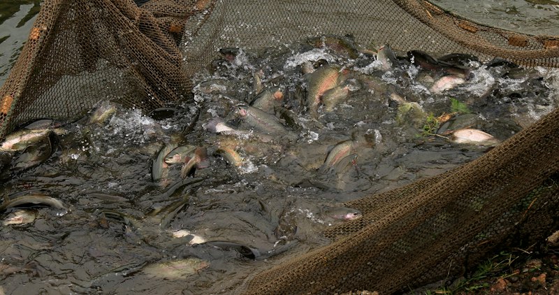 Modern Fish Aquaculture (Example)