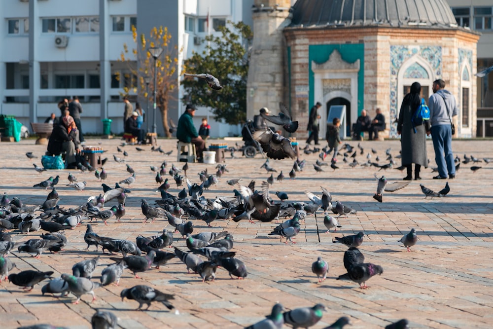 a flock of birds standing on top of a brick road