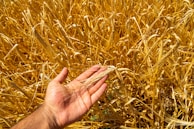 a hand holding a stalk of wheat in a field