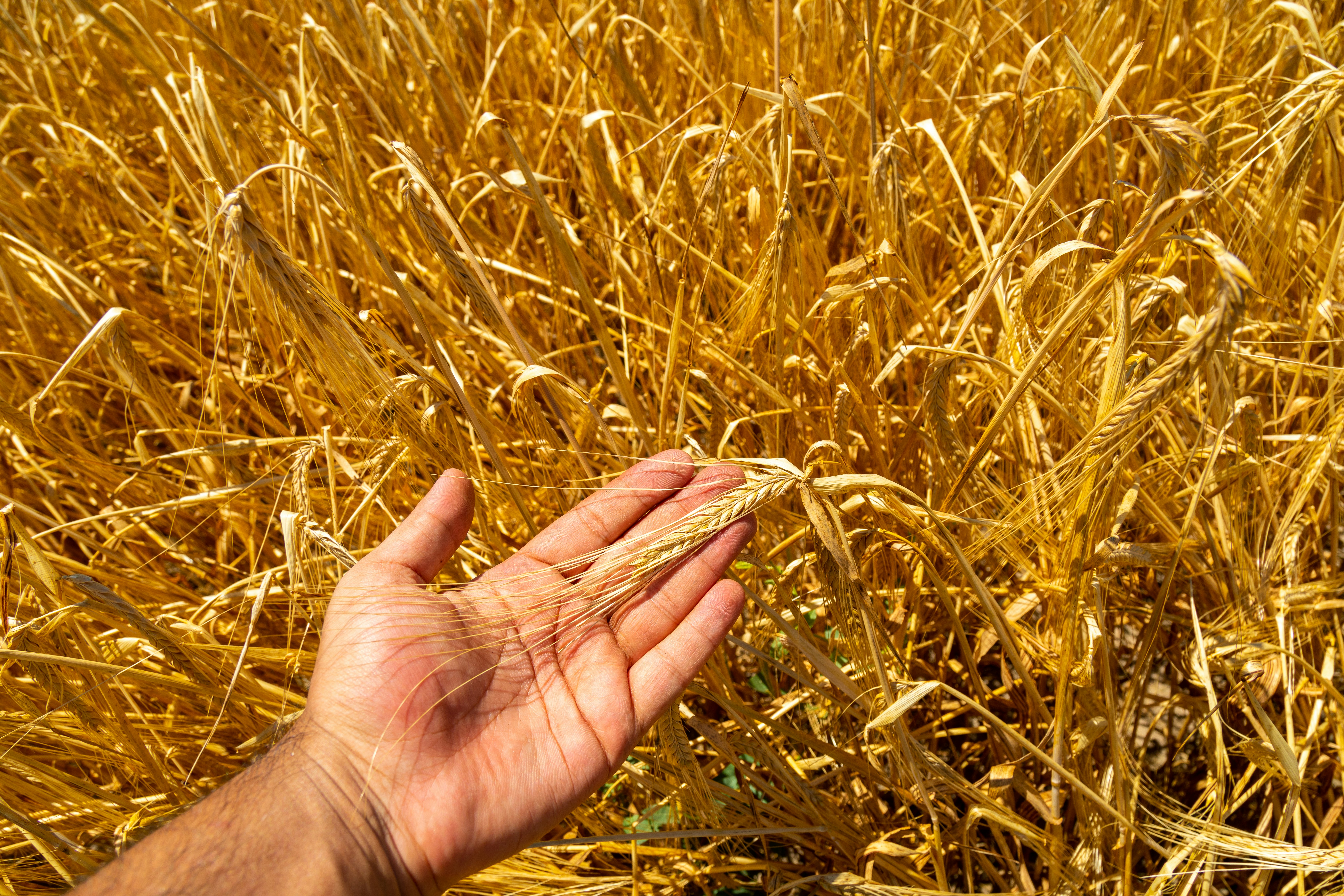 10 Ways Drones Are Revolutionizing Agriculture