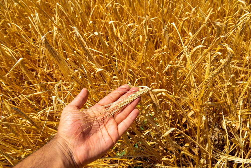 a hand holding a stalk of wheat in a field