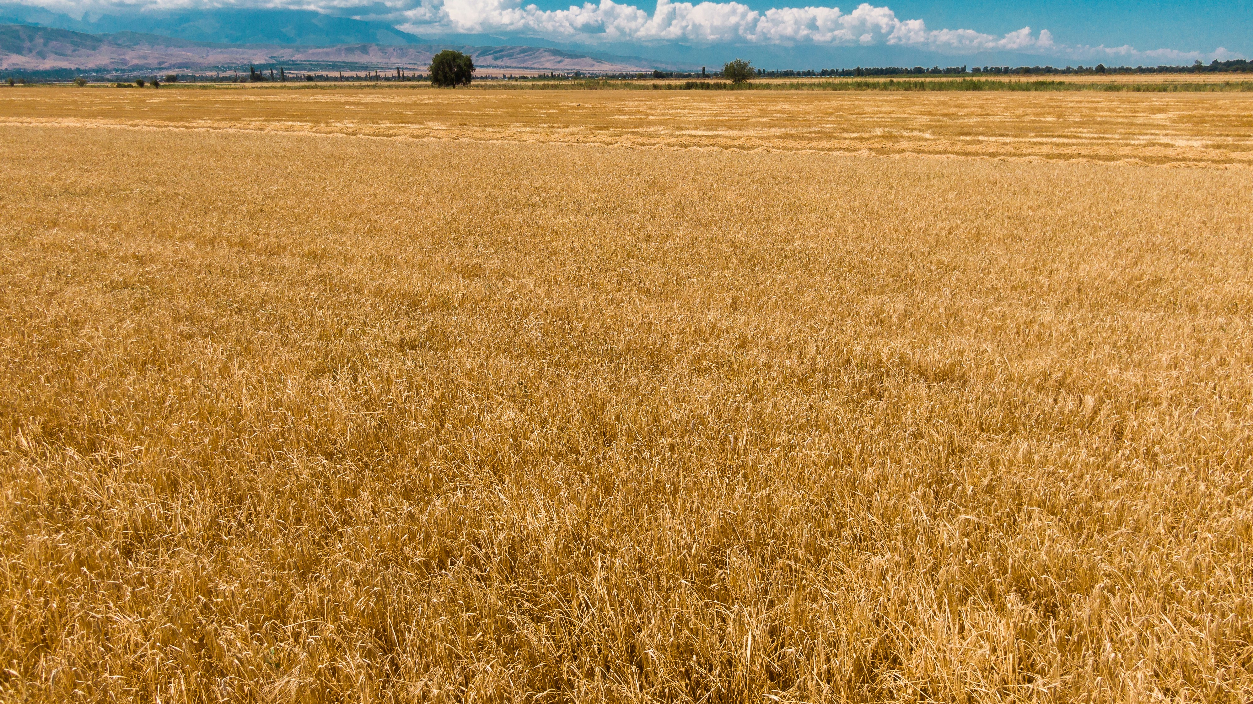 a large field of dry grass under a blue sky